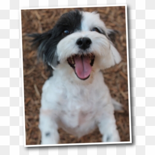 Funny Faces Bed & Biscuit Pet Care And Boarding - Tibetan Terrier, HD Png Download