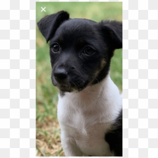 Photo Of Fanta - Chilean Fox Terrier, HD Png Download