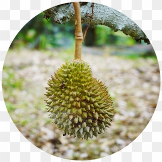 About Us - Durian - Durian, HD Png Download