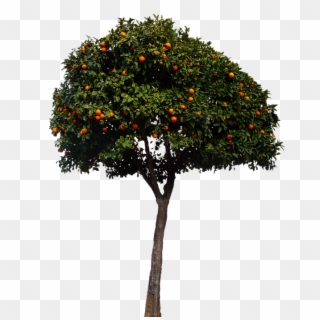 Oranges, Orange Tree, Tree, Fruits, Nature - Spanish Orange Tree, HD Png Download