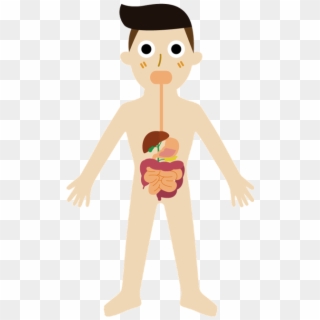 Digestive System Cartoon Png, Transparent Png
