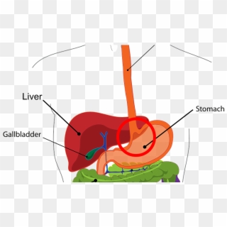 Digestive System - Does Your Liver Do, HD Png Download