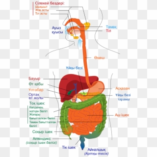 Digestive System Diagram Kk, HD Png Download