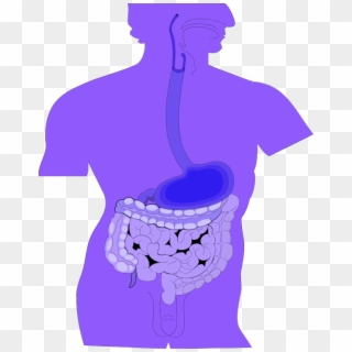 Clipart Of Digestive System - الجهاز الهضمي Clipart, HD Png Download
