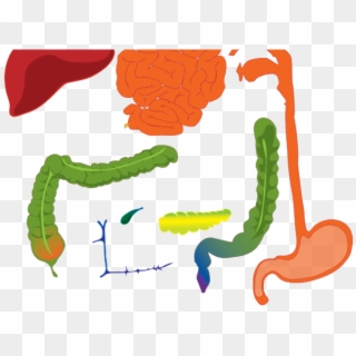 Digestive System Clipart - Parts Of Digestive System Clipart, HD Png Download