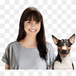 Dog Boarders In Balcones Heights - Bull Terrier Front View, HD Png Download