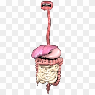 “digestive System 3d 3d Model“ - Digestive System Png, Transparent Png