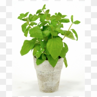 Herb Co Rice Tx Living Basil - Basil Plant In Pot, HD Png Download