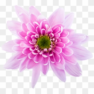 Click To Enlarge Image Pink Novelt Monalisa Pink Novelty - Chrysanths, HD Png Download