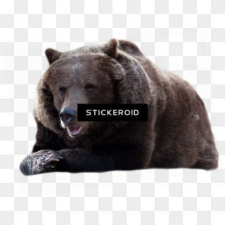 Blck Bear Png , Png Download - Bear Transparent Background Free, Png Download
