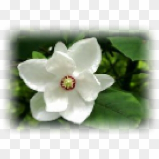 Gardenia, HD Png Download