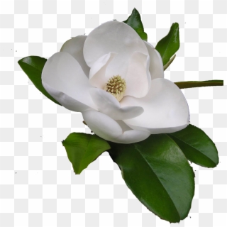 Go To Image - Southern Magnolia, HD Png Download