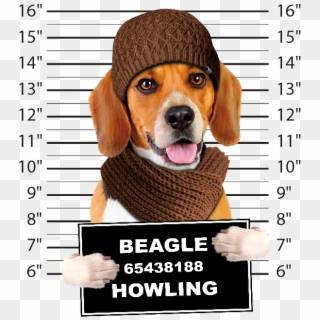 Boston Terrier Mug Shot - Beagle, HD Png Download