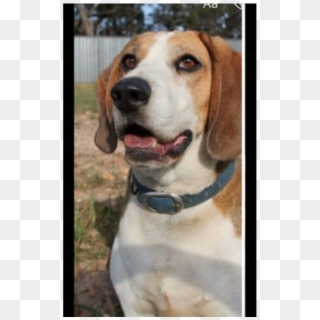 Donate To Petrescue - Beagle-harrier, HD Png Download