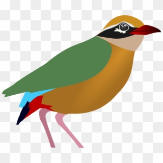 Indian Pitta - Penguin, HD Png Download