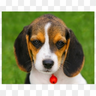 Puppy, HD Png Download