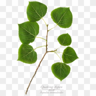 Click And Drag To Re-position The Image, If Desired - Aspen Tree Leaf, HD Png Download