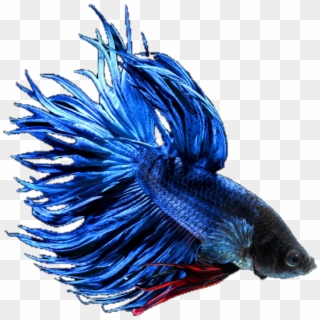 #betta #bettafish #bettasplendens #fish #blue #red - Betta Splendens Crowntail Blau, HD Png Download