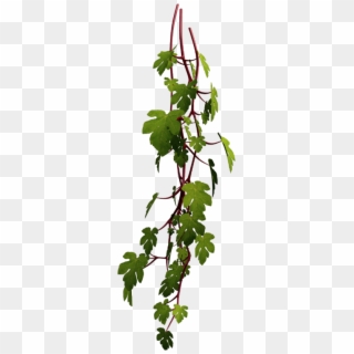 #vine #plant #leaf #nature @kl-ho - Foliage Render, HD Png Download