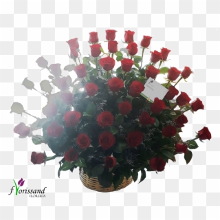 50 Rosas Rojas - Garden Roses, HD Png Download
