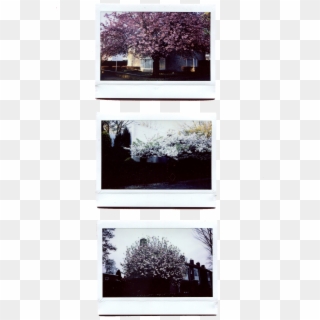 My Collection Of Polaroids, Taken With My Fujifilm - Tree, HD Png Download