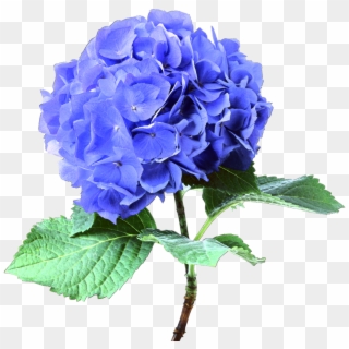Go To Image - Real Blue Flower Png, Transparent Png