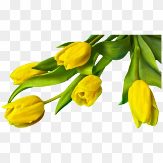 Easter Flower Png - - Yellow Tulip Flower Png, Transparent Png