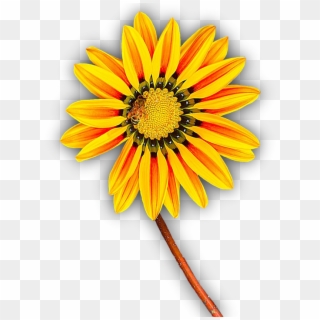 Flower, Yellow, Png, Isolated, Yellow Flower, Blossom - Flor Amarilla En Png, Transparent Png