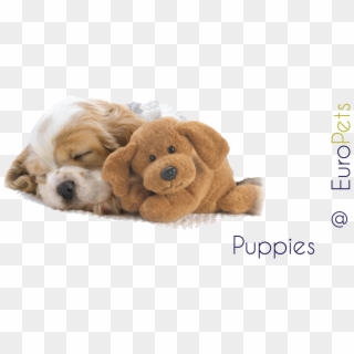 Puppies - Puppy Background For Desktop, HD Png Download
