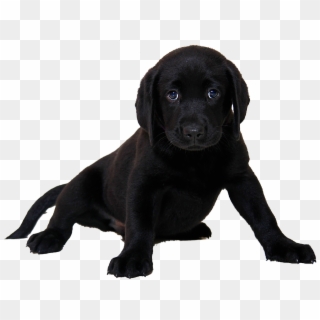 Isolated Labrador Dog Animal Purebred Dog Puppy - Black Lab Transparent Background, HD Png Download