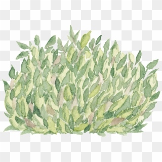 Green Hand Painted Grass Transparent Cartoon Decoration - Agave, HD Png Download
