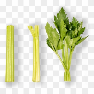 Celery - Chard, HD Png Download