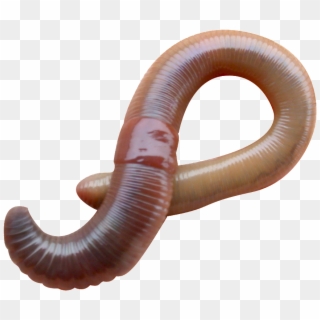 Earthworm Worm Png - Lumbricus Terrestris, Transparent Png