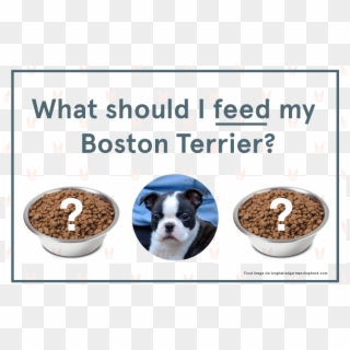 What Should I Feed My Boston Terrier - Hear I Forget What I See I Remember What I Do I Understand, HD Png Download