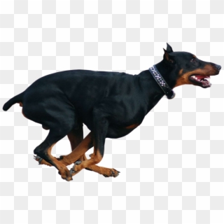 Running Doberman Dog - Funny Pictures Of Dobermans, HD Png Download