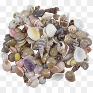 Indian Mix Assorted Craft Seashells Tiny Up To - Shell, HD Png Download