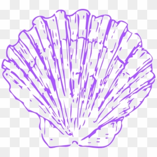 Sea Shells Png - Scallop Clipart, Transparent Png