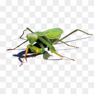 Mantis Png Image - Green Cockroach, Transparent Png