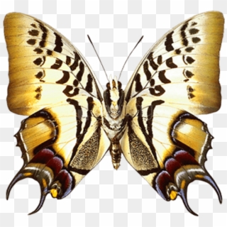 Download Real Butterfly Clipart Png Photo - Butterfly, Transparent Png