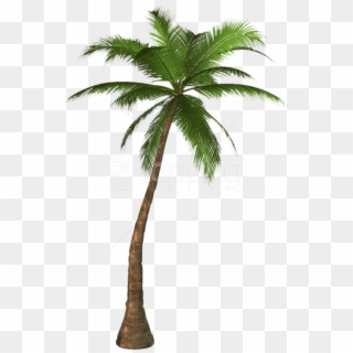 Download Palm Tree Clipart Png Photo - Palm Tree Transparent Background, Png Download