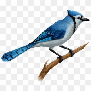 Blue Jay - Realistic Blue Jay Drawings, HD Png Download