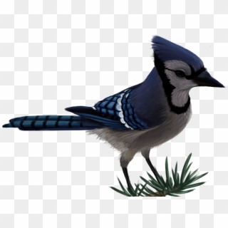 Blue Jay By Sherushi Vector Free - Blue Jay Png, Transparent Png