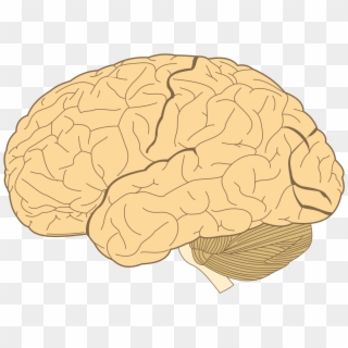 File - Human-brain - Svg - Frontal Lobe, HD Png Download