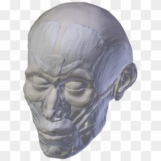 Skull Anatomy Skull And Crossbones - Skull, HD Png Download
