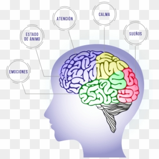 El Cerebro Se Regula A Través De Ondas Cerebrales - Generalized Anxiety Disorder Gad Hd, HD Png Download