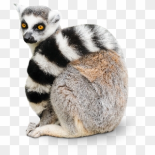 Lemurs Meaning In Hindi, HD Png Download