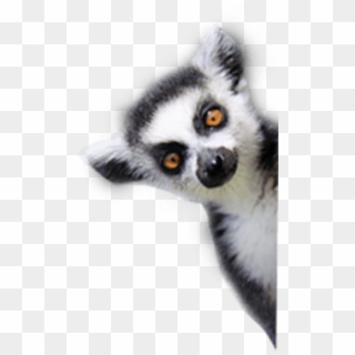 Lemurs , Png Download - Lemur Transparent Background, Png Download