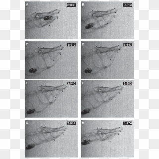 12 Successive Frames Of A High Speed X Ray Film Sequence - Reptile, HD Png Download