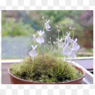 100 Particles /bag Small White Rabbit Bladderwort Carnivorous - Sandersonii, HD Png Download
