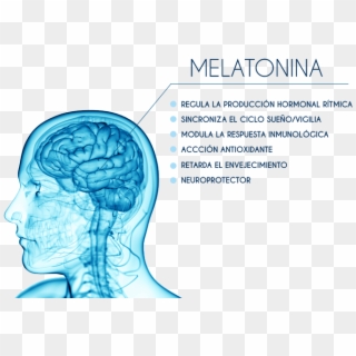 Melatonin Anatomy, HD Png Download